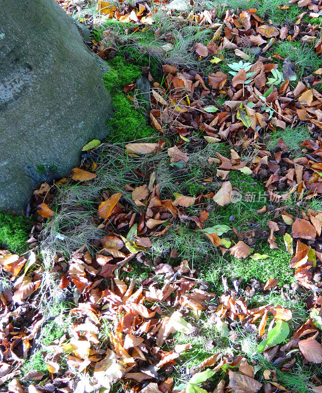 36、花园草坪秋天绿草，山毛榉树秋天落叶