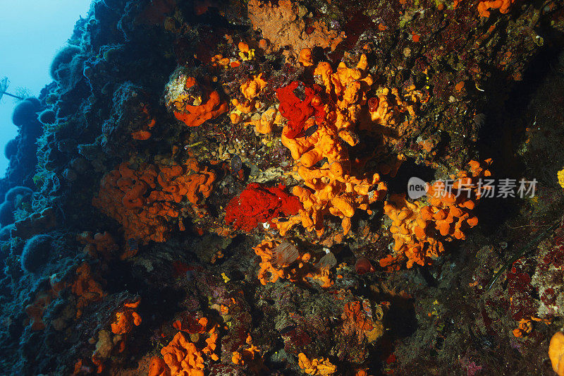 水下海洋生物珊瑚礁海洋海绵