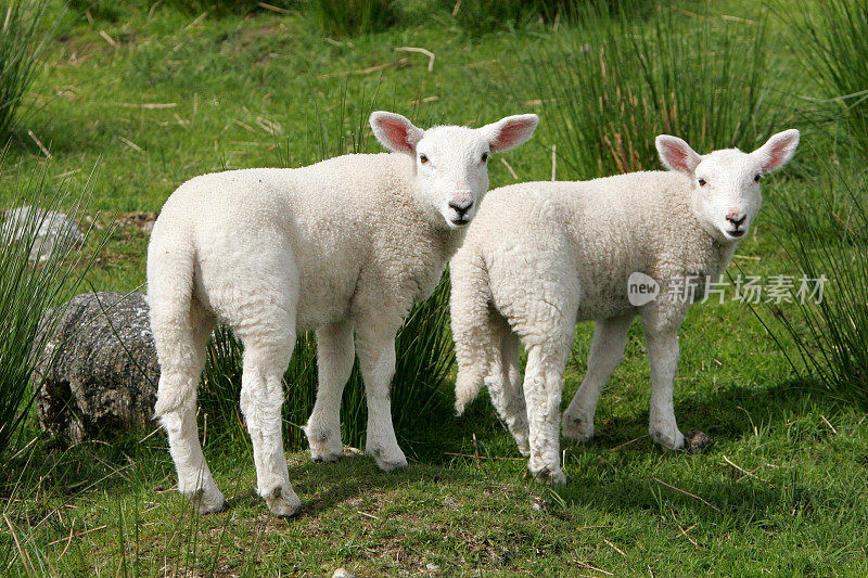 双胞胎的羊羔