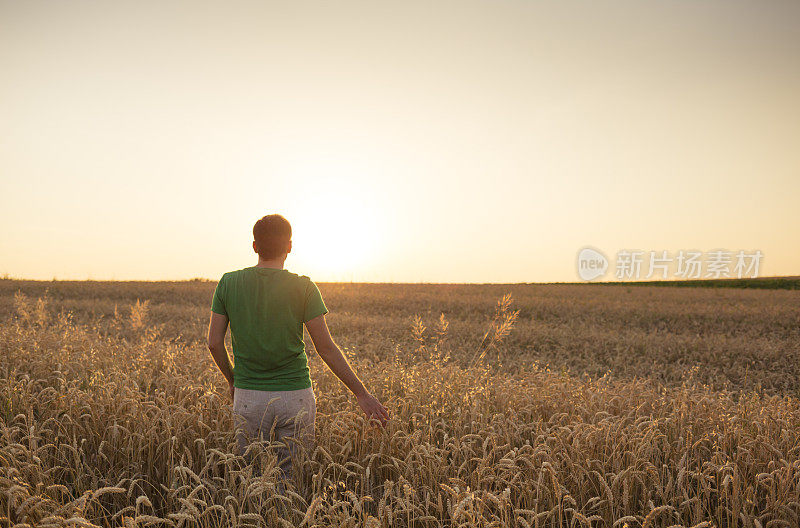 一个年轻人在夕阳下穿过一片玉米地