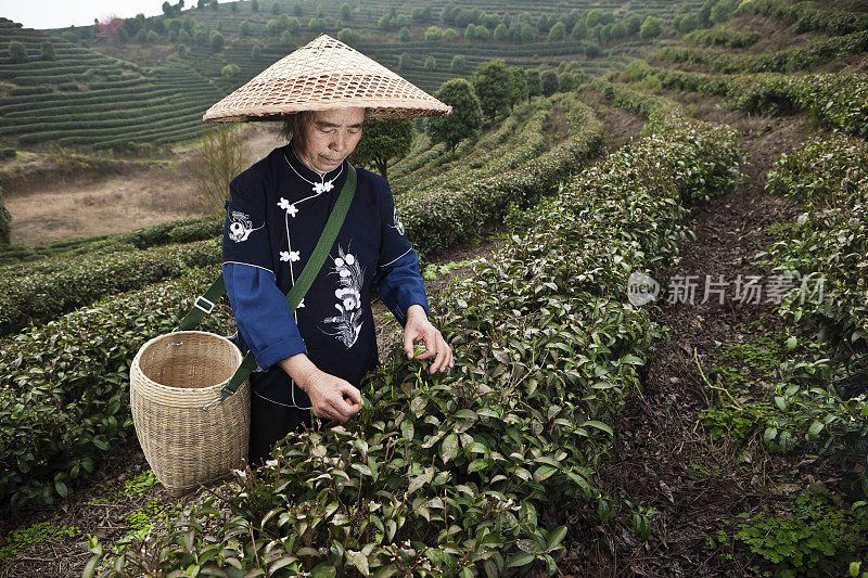 采茶人，杨硕，中国