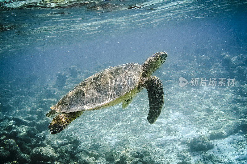 乌龟在水下