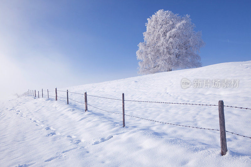 树木在冰雪覆盖的冬季景观