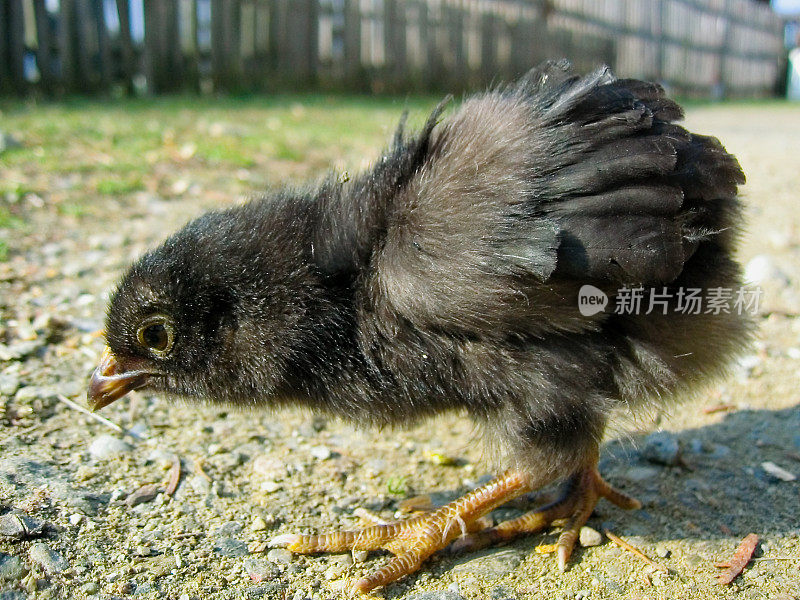 寻找食物