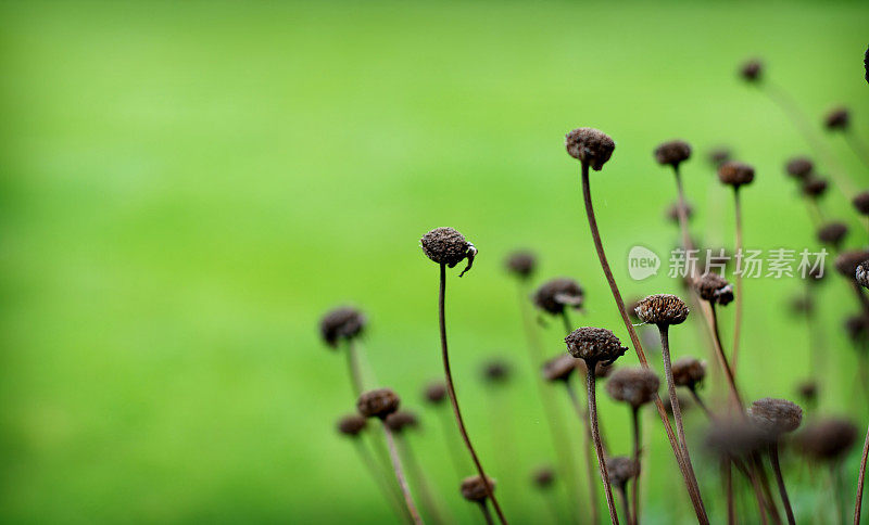 干燥花的背景