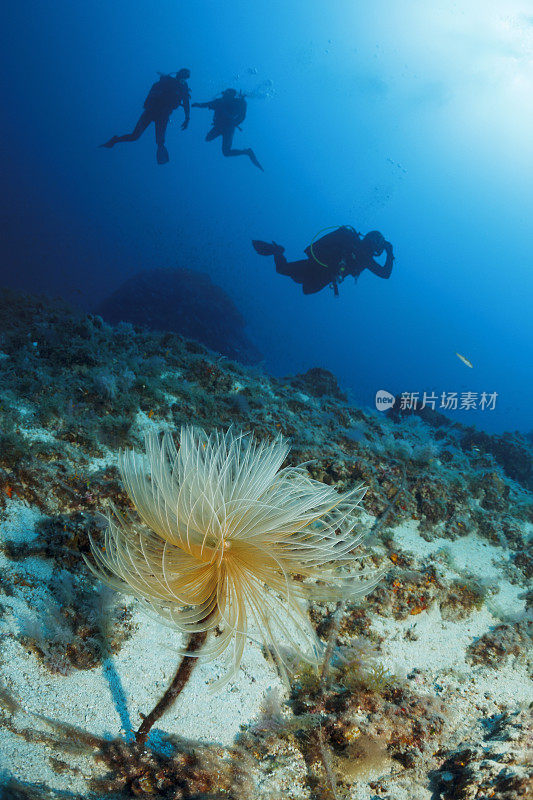 水下戴水肺的潜水员享受探索海洋生物螺旋管蠕虫