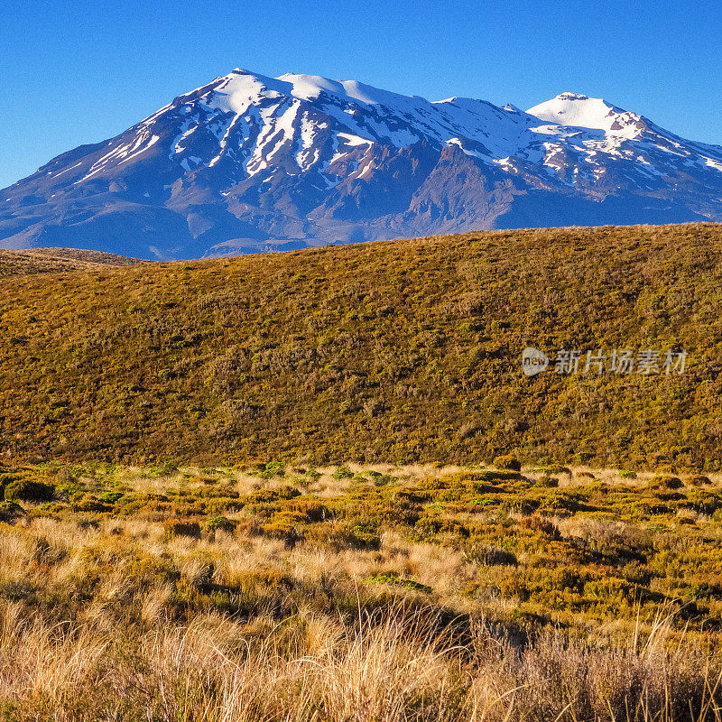 在汤加里罗高山穿越处，Ruapehu山俯瞰草丛草地