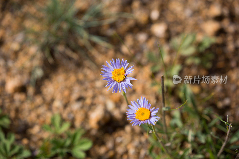 蒙古:Aster花