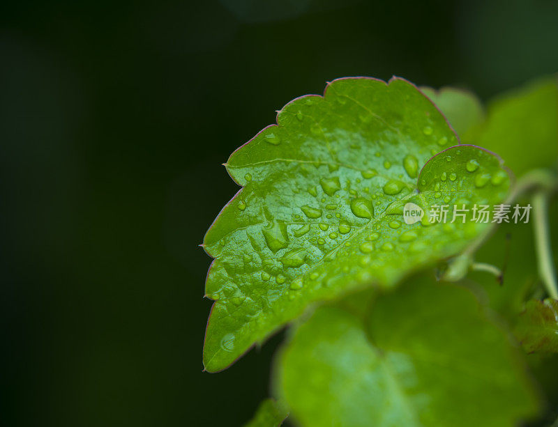 带雨滴的叶子