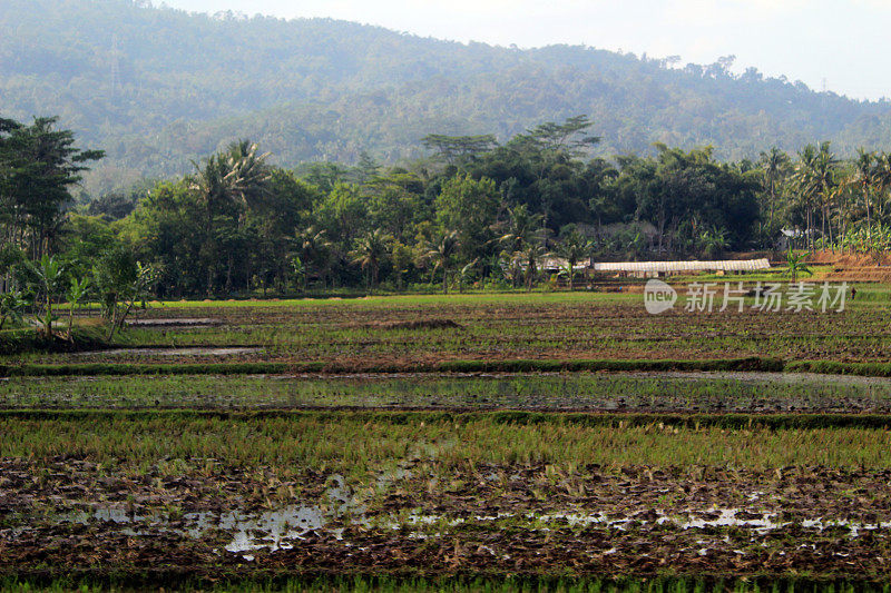印度尼西亚:爪哇的农田