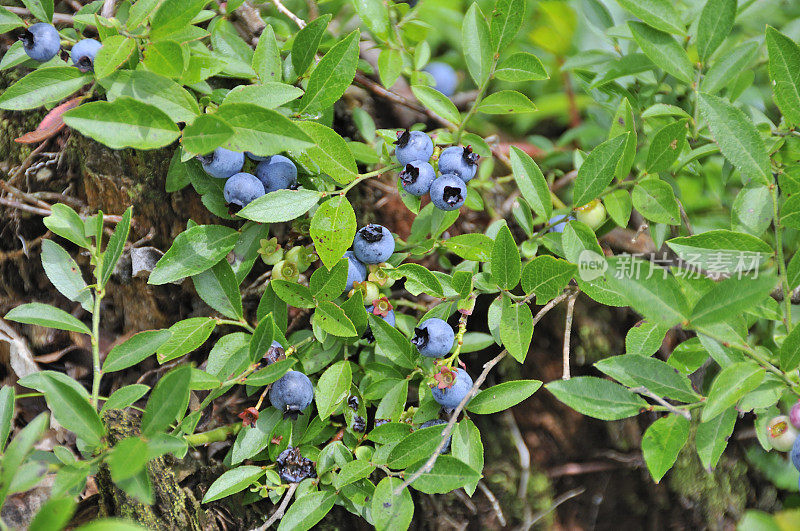 布什低蓝莓