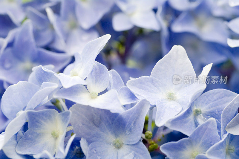 绣球花(蓝色)与雨滴