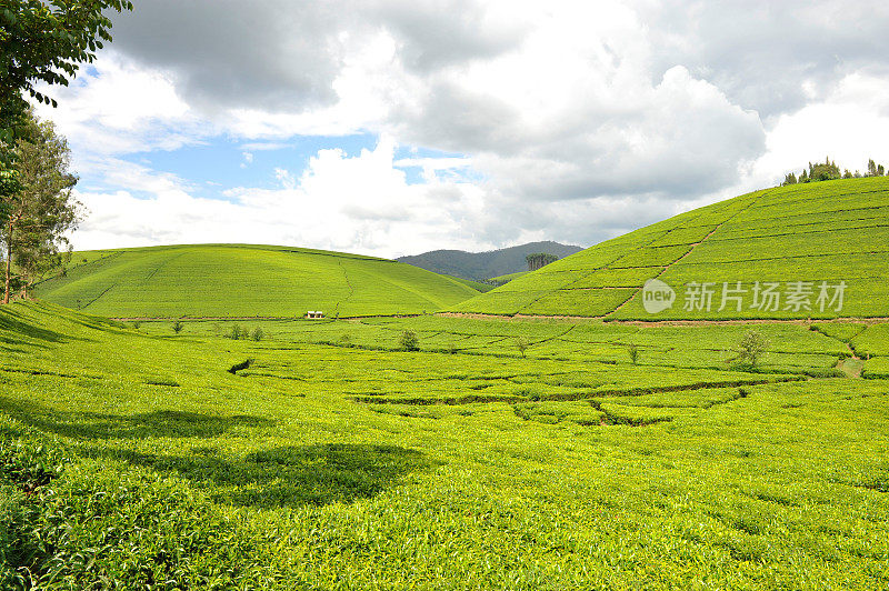 卢旺达:马塔茶园