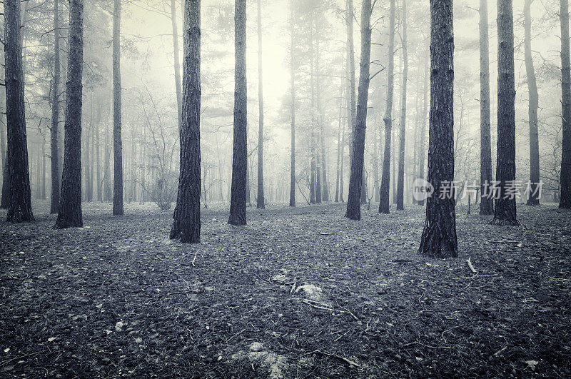 令人毛骨悚然的迷雾森林