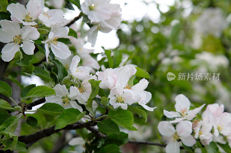 红色美味的苹果花在树枝上。