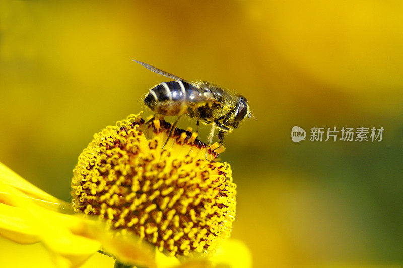 粪蜂在黄色的太阳新娘上