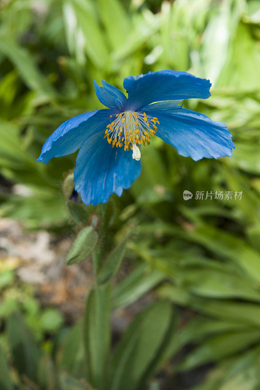 喜马拉雅蓝罂粟