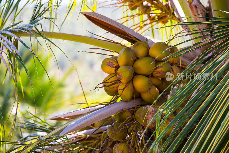 巴西阿拉戈斯州贡加科斯塔的椰子树