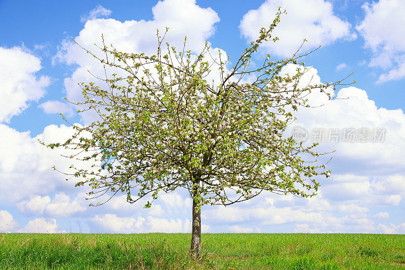 春天在绿色的田野上的一棵开花的苹果树