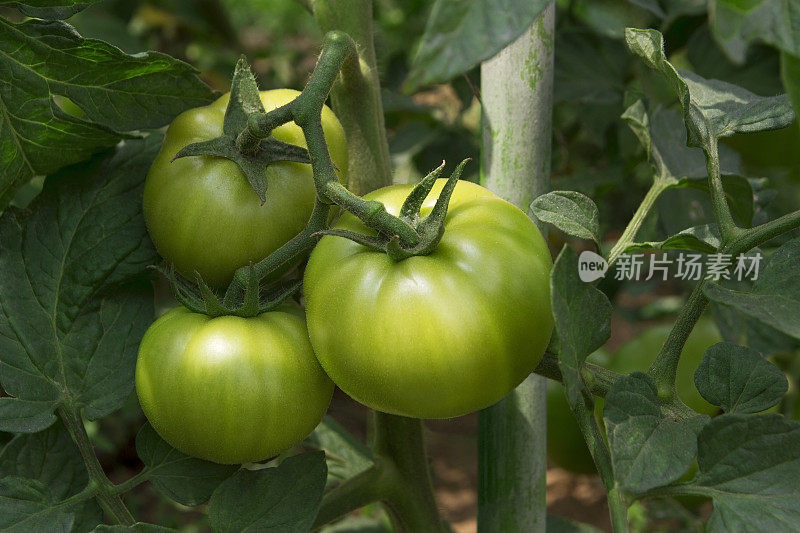 在番茄田里种植绿番茄