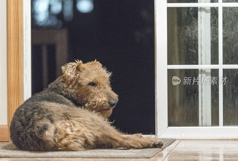 Airdale梗犬躺在隔壁的地板上