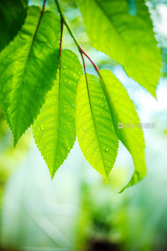 雨滴落在绿叶上