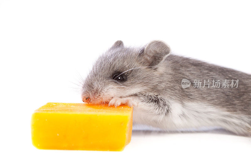 野生老鼠吃奶酪的特写白色背景
