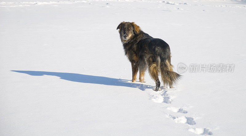 雪中的狗