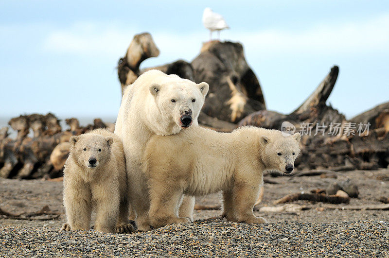 北极熊的母猪和幼崽
