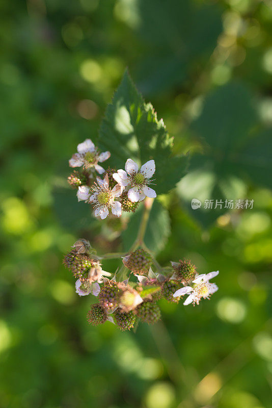 花园里的新鲜开花的未成熟的黑莓