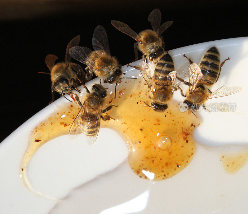 蜜蜂吃蜂蜜