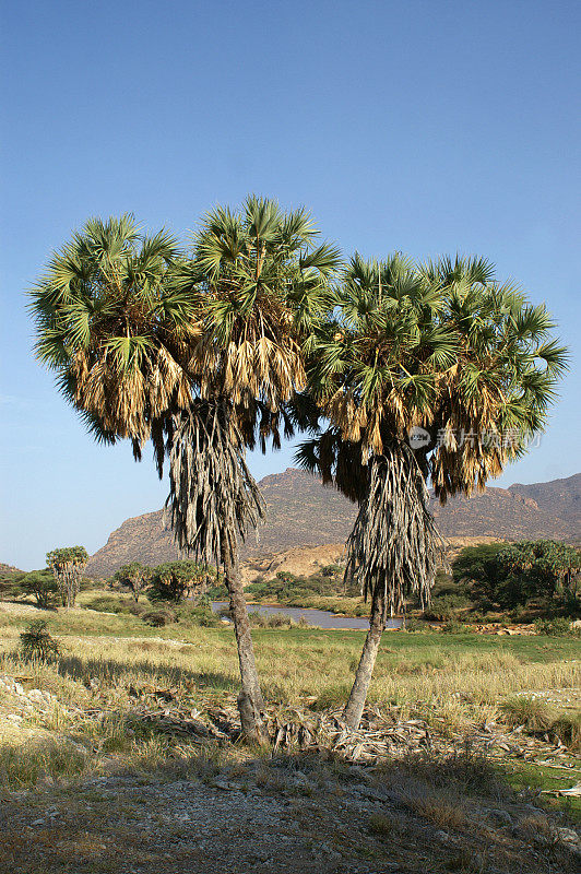 沙巴国家保护区的杜姆棕榈