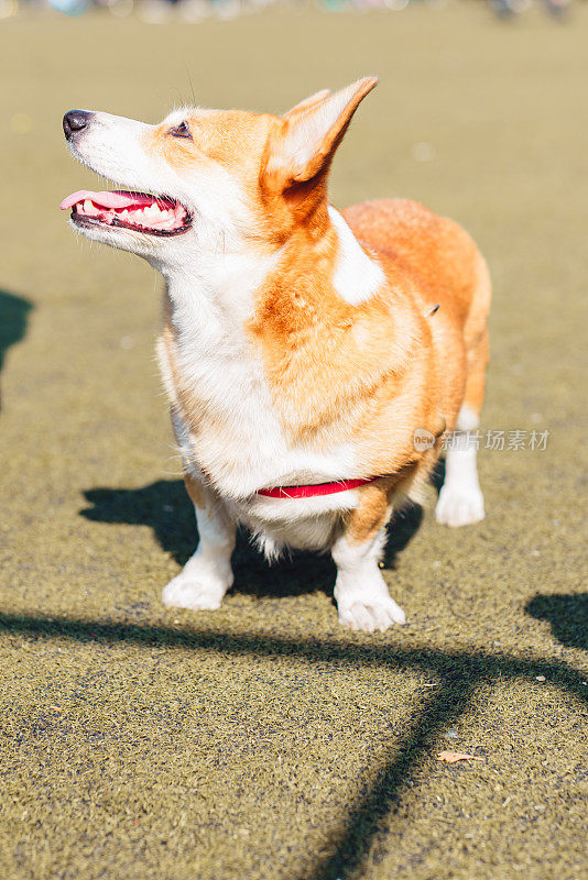 威尔士科基犬的狗