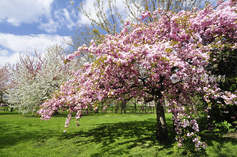 春天，花园里有许多开花的樱桃树