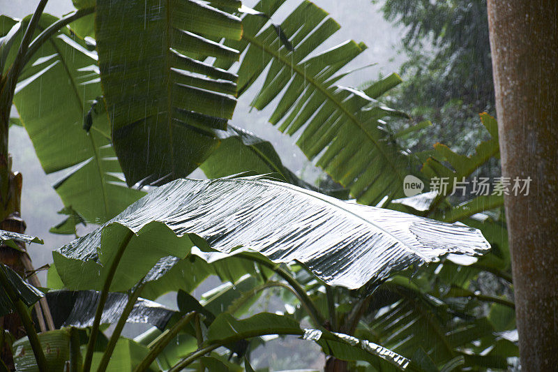 雨中的香蕉棕榈树