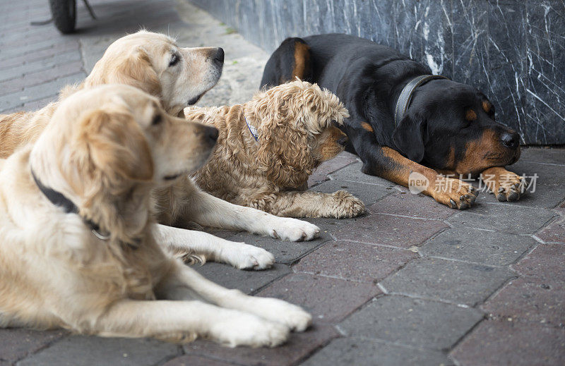 金毛寻回犬，罗威纳犬和梗犬看着主人，伊斯坦布尔，土耳其