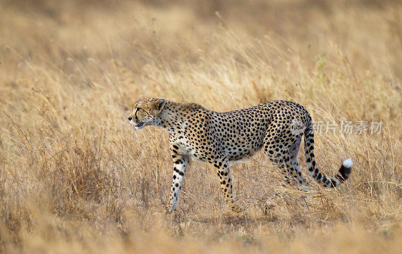 非洲坦桑尼亚塞伦盖蒂国家公园里的猎豹