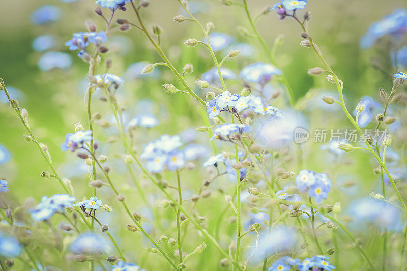 淡蓝勿忘我花的散焦背景