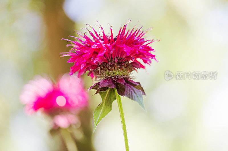 香蜂花