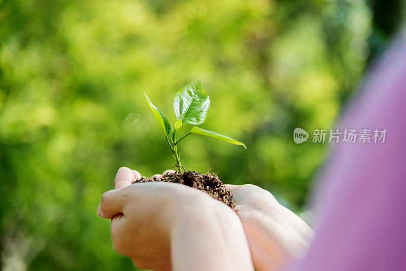 女人手里拿着一株小植物