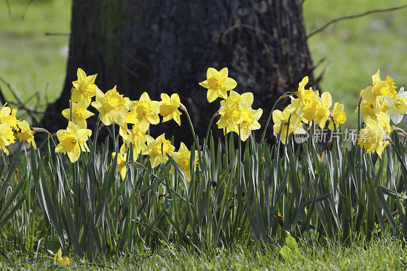 英国春天的亮黄色水仙花