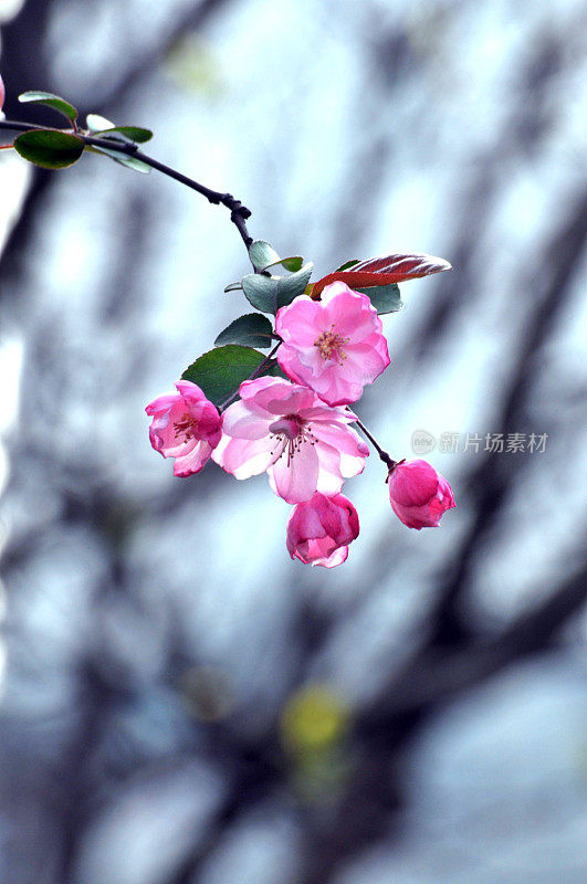 樱花