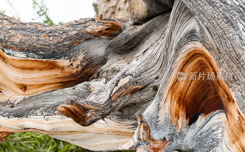 古狐尾松树干，大盆地国家公园，内华达州