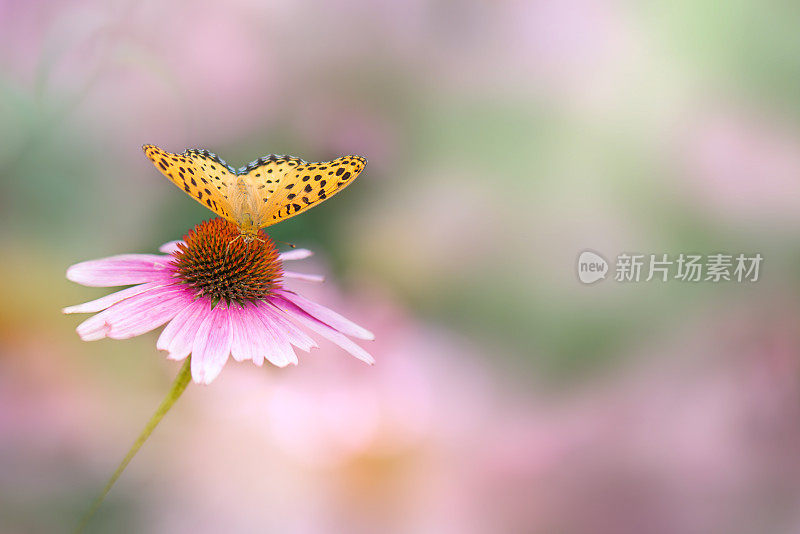 粉红色花朵上的美丽蝴蝶(紫锥菊)