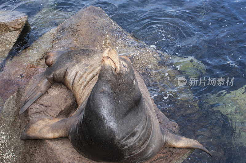 野生海狮在岩石上打盹