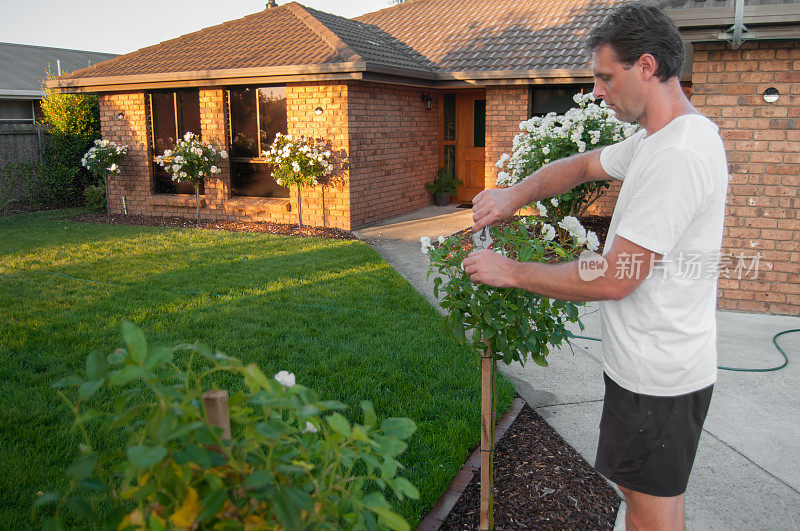 一名男子在自家前院修剪玫瑰
