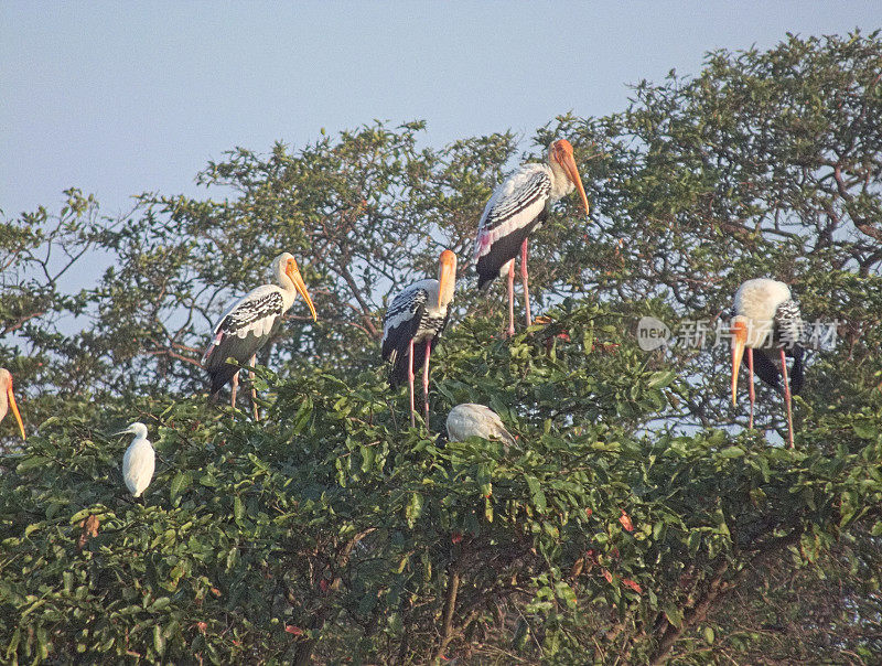 清晨阳光下的树梢上混杂的鸟群