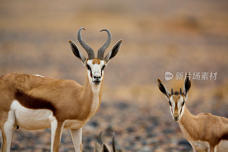 纳米比亚沙漠中的跳羚群