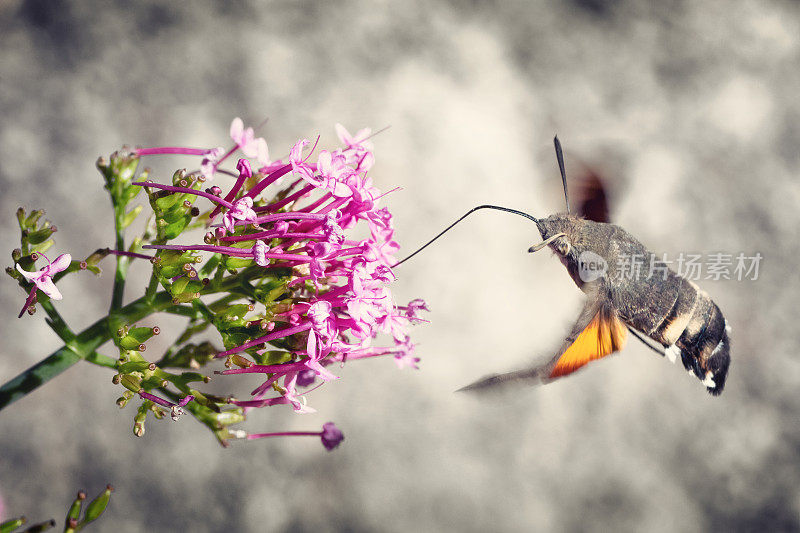 蜂鸟鹰蛾蝴蝶斯芬克斯昆虫飞在红色缬粉花在夏天