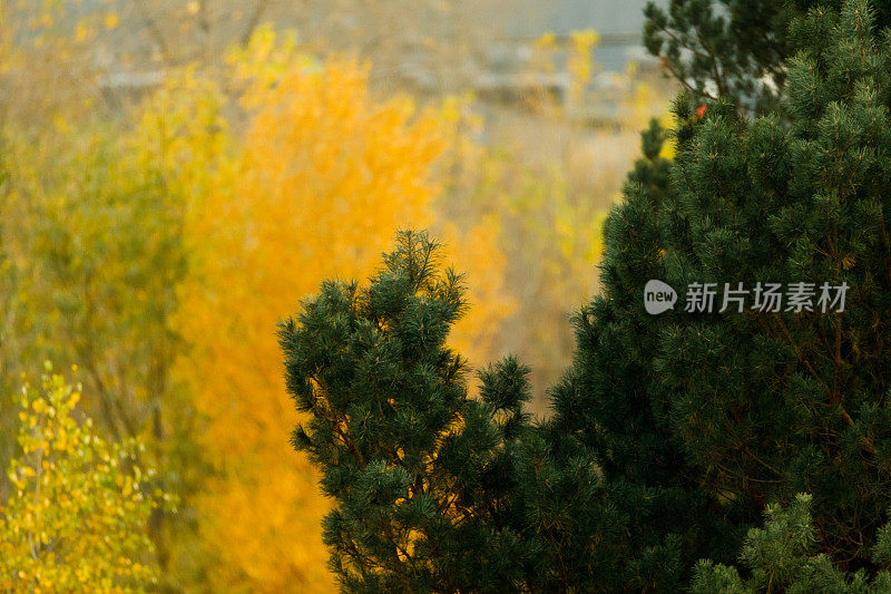 常青树在黄色的秋天背景